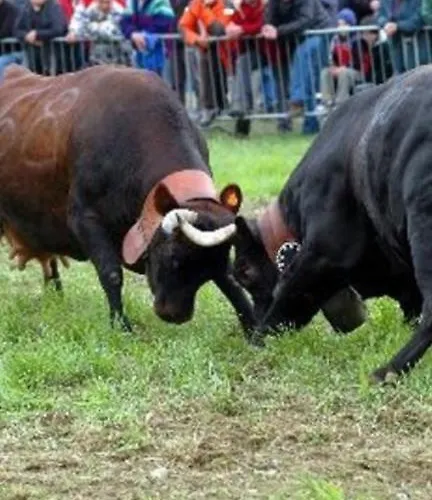 Bed & Breakfast Le Cloux *